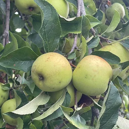 Aurora Parada de Gatim