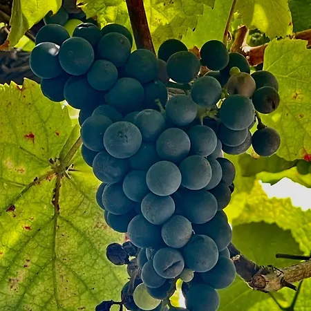 Vakantiehuis Aurora *