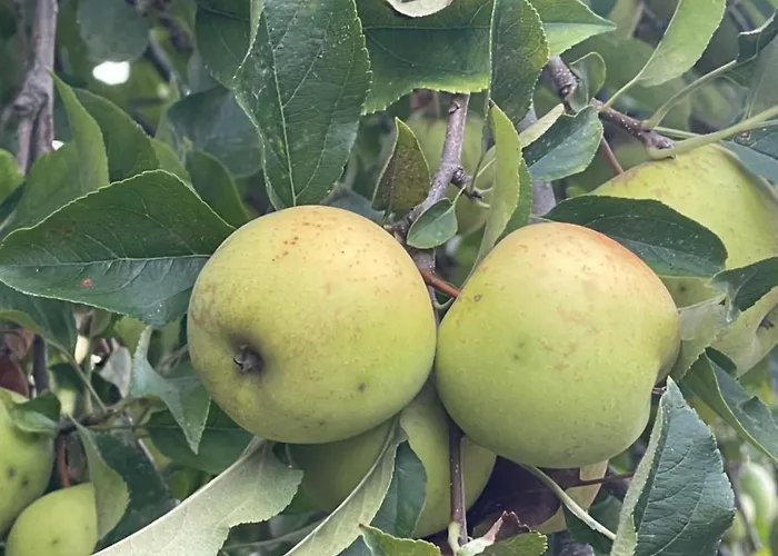 Aurora Parada de Gatim