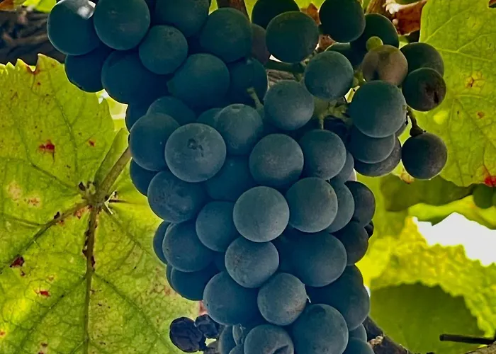 Dom wakacyjny Aurora *