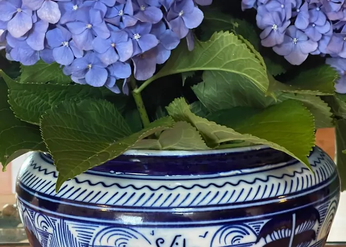 Aurora * Parada de Gatim